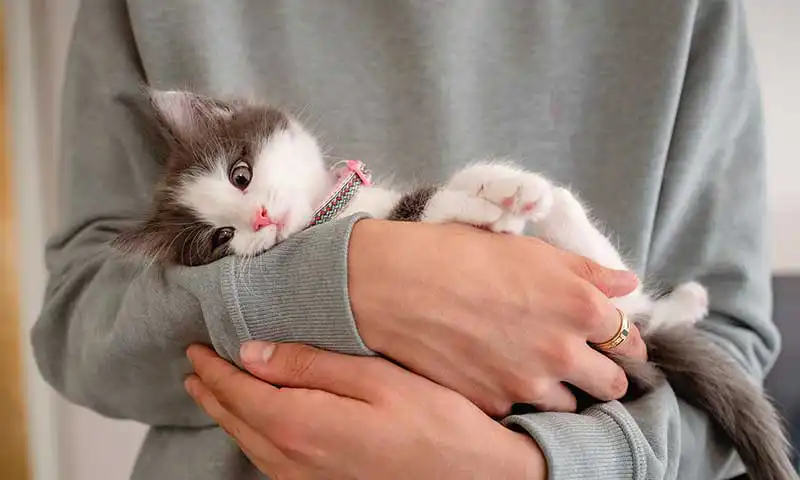 A cat being cuddled
