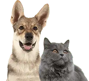 Dog and cat sitting