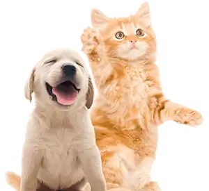 Kitten and puppy sitting