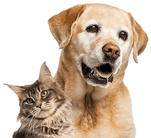 Dog and cat sitting