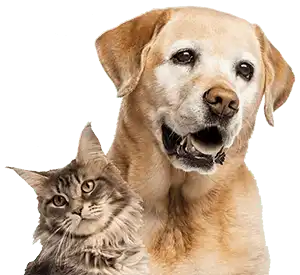 Dog and cat sitting