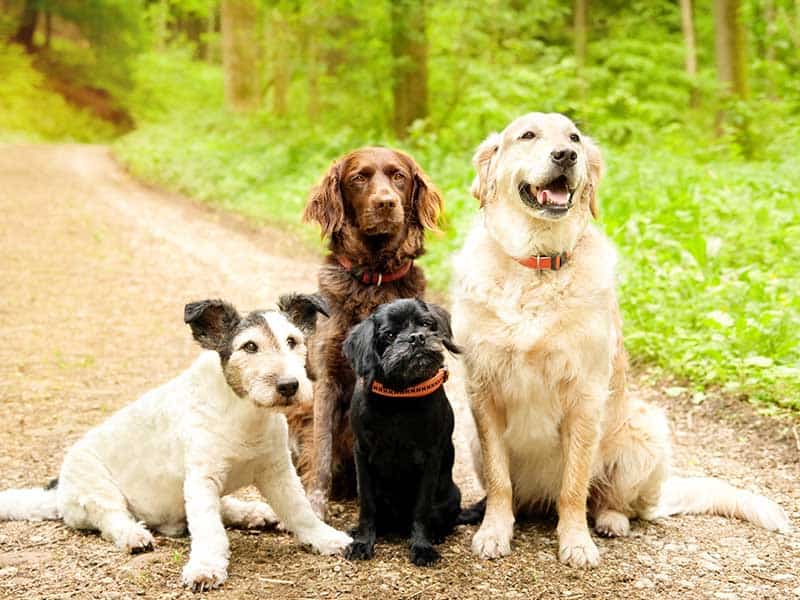 A pack of dogs on the trail