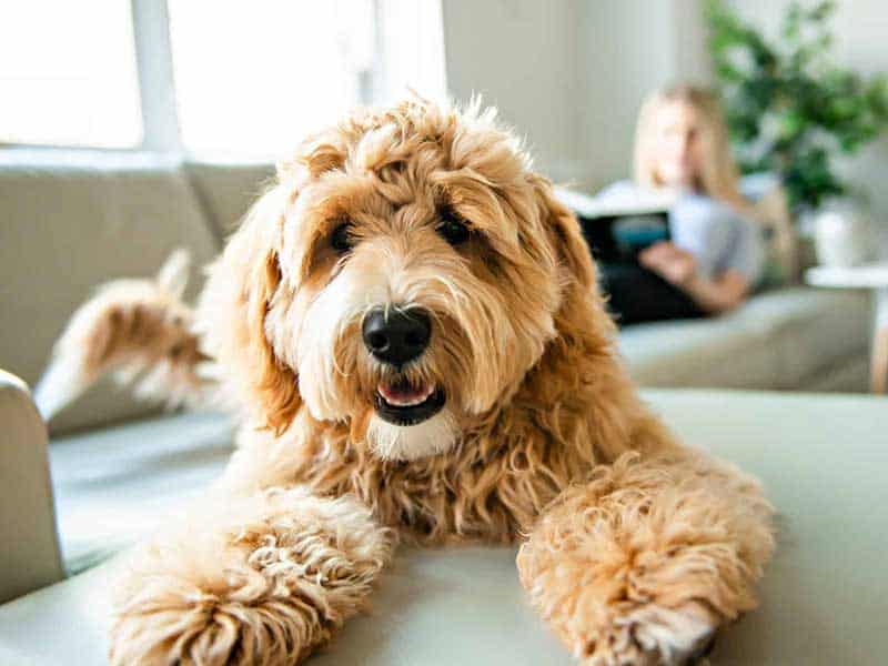 A sheepdog laying on a couch