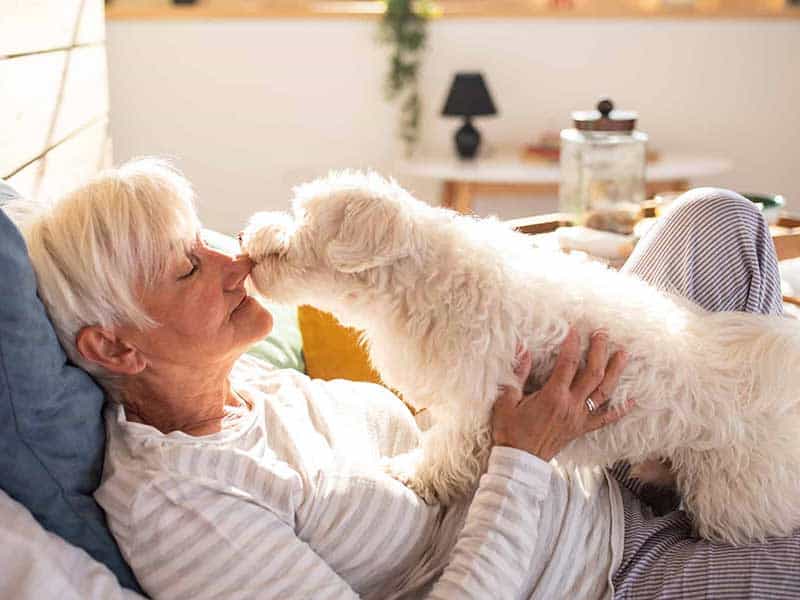 A white dog kissing their human