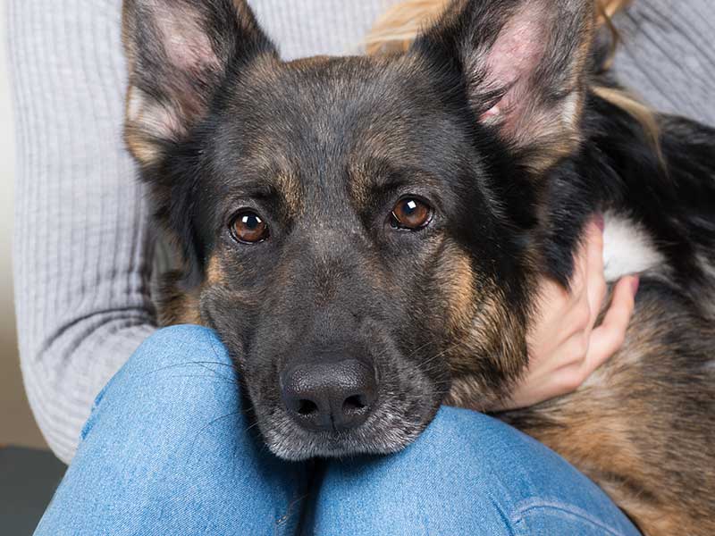 A german shepherd sitting on their human's knees