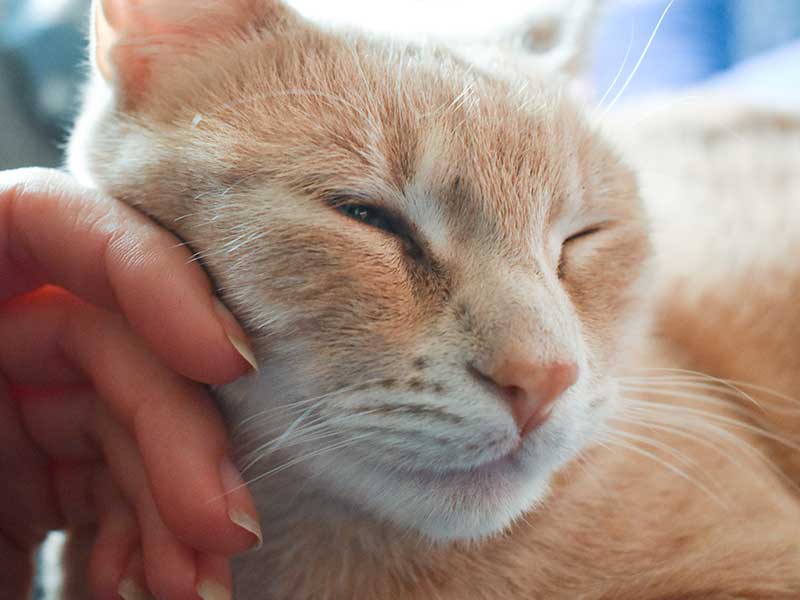 A blonde cat being stroked by their human