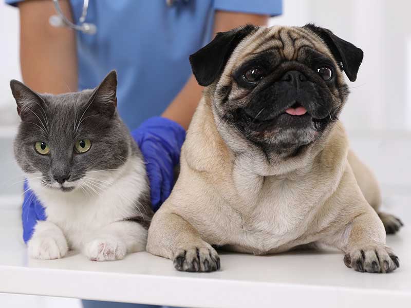 A cat and dog in the office