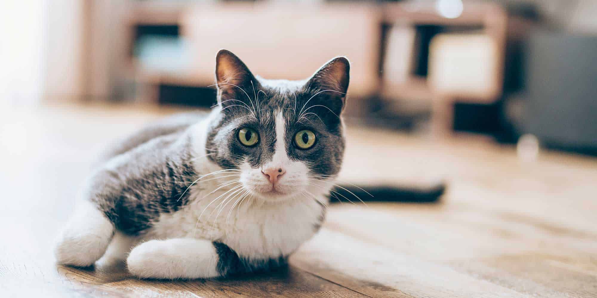 A cat laying on the carpet