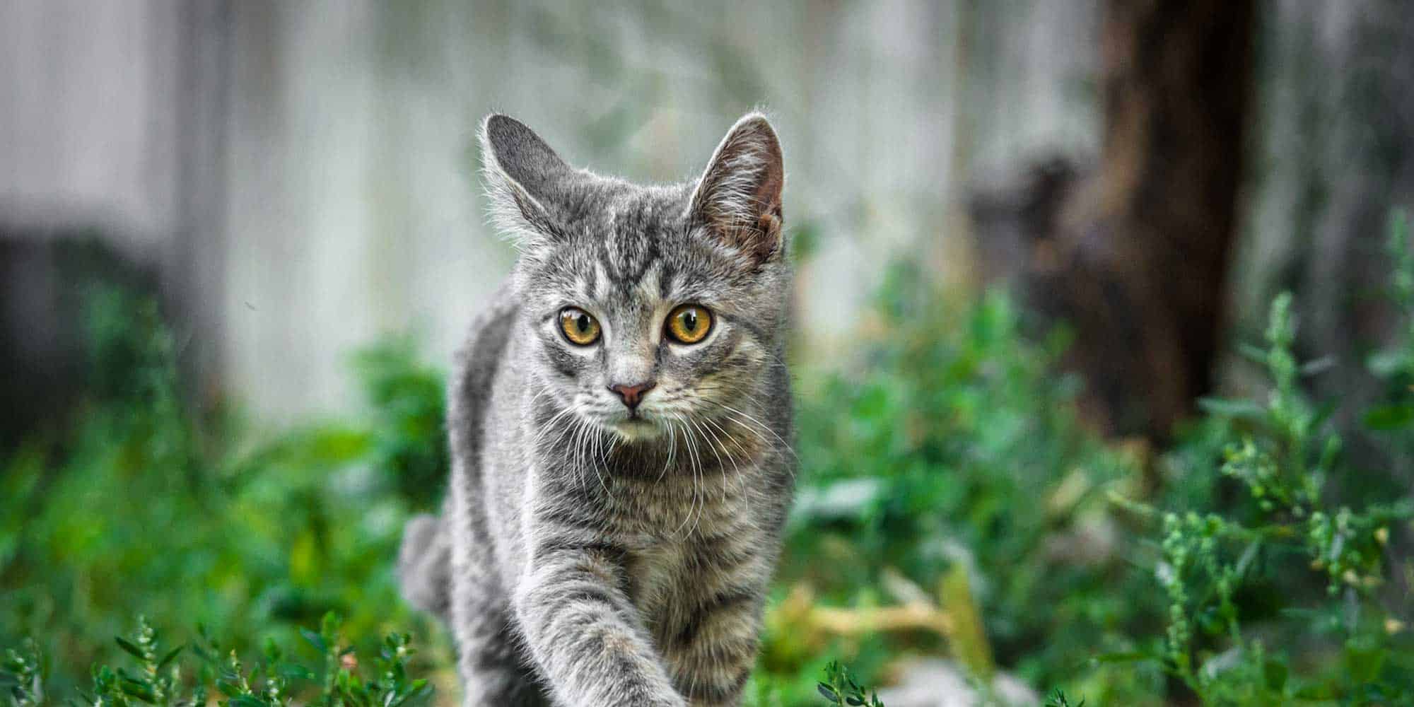 A cat walking out in the grass