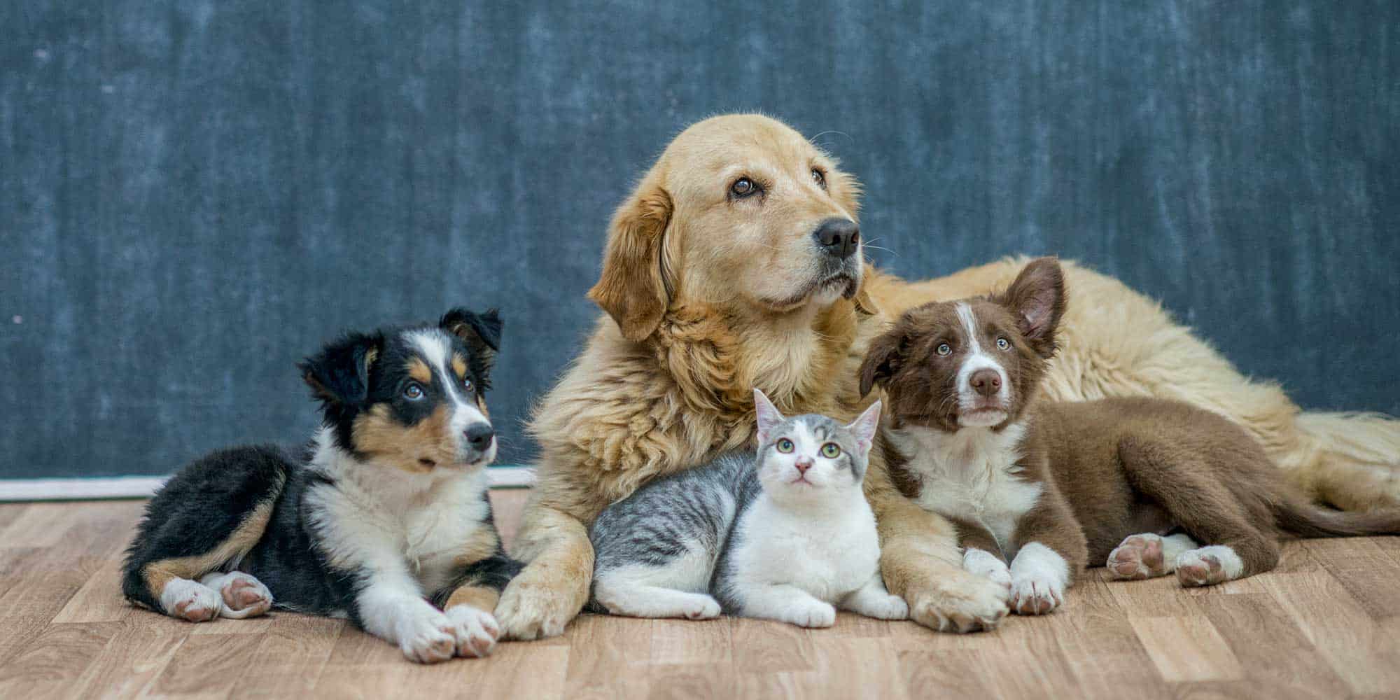 Dogs and cats cuddling together